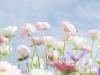 Flower 30